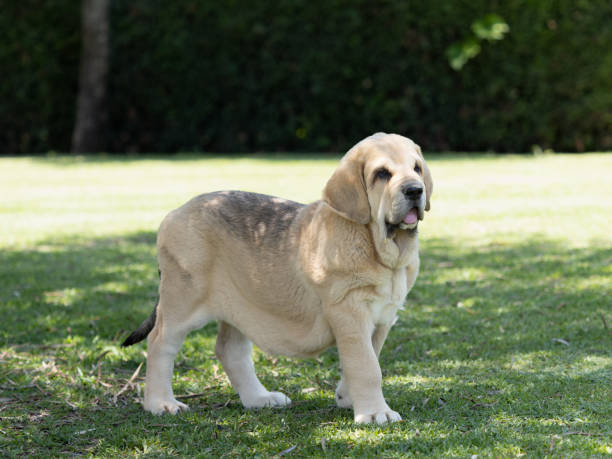 istock Spanish Mastiffs puppy attentive standing on the grass 1565747997
