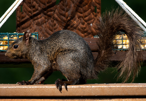 A Black Squirrel on the deck