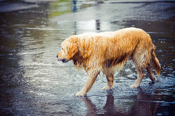 Doggy in a puddle stock photo