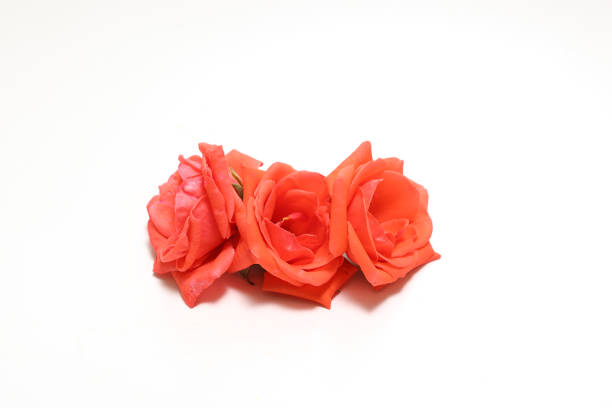 Flower head of roses isolated on a white background.