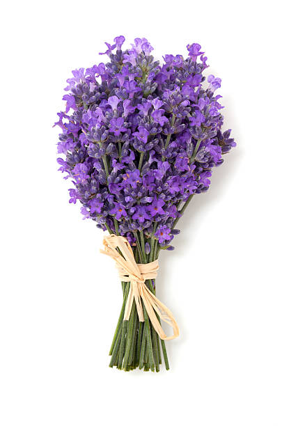 lavanda aislado sobre fondo blanco - lavender lavender coloured bouquet flower fotografías e imágenes de stock