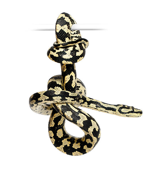 istock Jungle Carpet Python, Morelia spilota cheynei, black and yellow 156575458