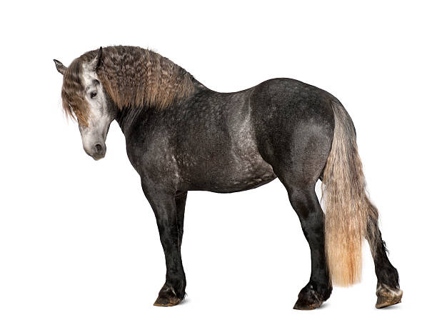 istock Percheron, 5 years old, a breed of draft horse 156575463