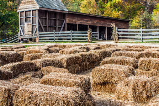 hay bales set up in a maze with farm buildings in background on a fall day at Mount Vernon, Virginia