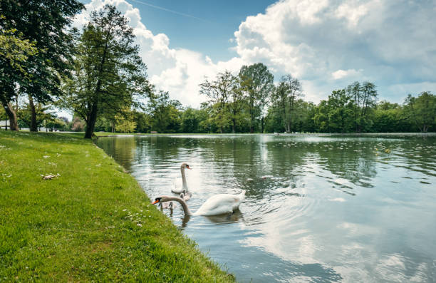 istock goose at the lake in Slovenia 1565764207