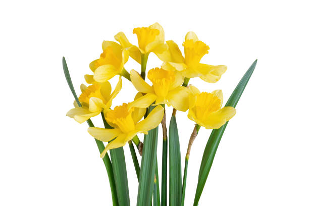 노란 수선화 또는 수선화의 아름다운 꽃다발은 흰색 배경에 분리되어 있습니다. 스톡 사진