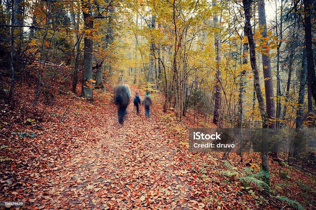 Floresta de outono - Royalty-free Caminhada Foto de stock