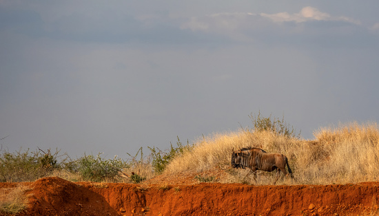 A male wildebeest walking around on his own