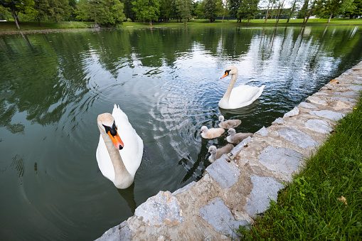 goose at the lake in Slovenia