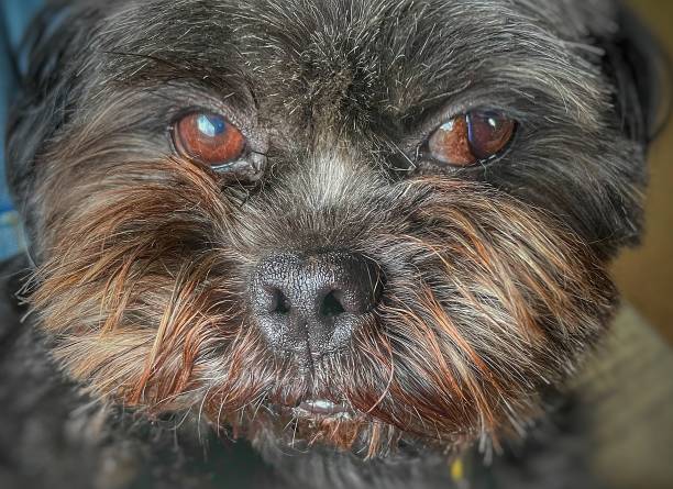 istock Dogs Dogs Dogs 1565767979