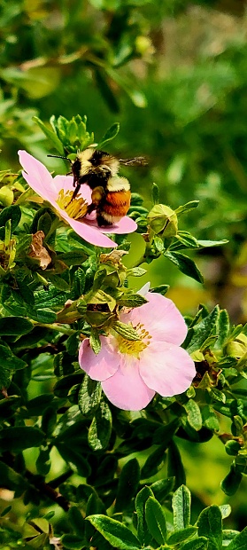 Collecting nectar