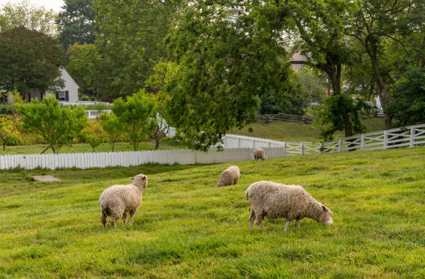 istock Sheep grazing in meadow in Williamsburg Virginia 1565789921