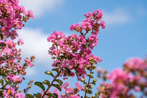 Lagerstroemia indica in blossom. Beautiful pink flowers on rape myrtle tree on blurred blue sky background. Selective focus.
