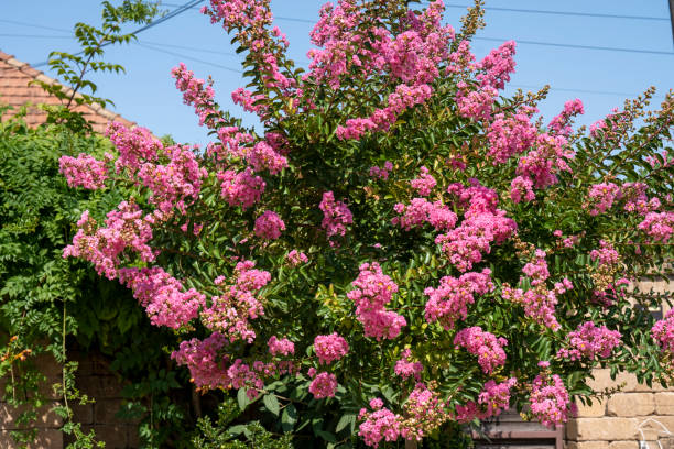 istock Lagerstroemia indica in blossom. Beautiful pink flowers on rape myrtle tree on blurred blue sky background. Selective focus. 1565803522