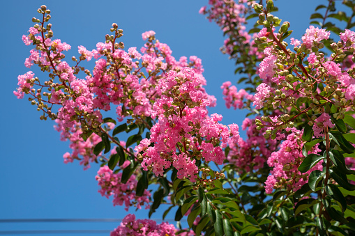 Lagerstroemia indica in blossom. Beautiful pink flowers on rape myrtle tree on blurred blue sky background. Selective focus.