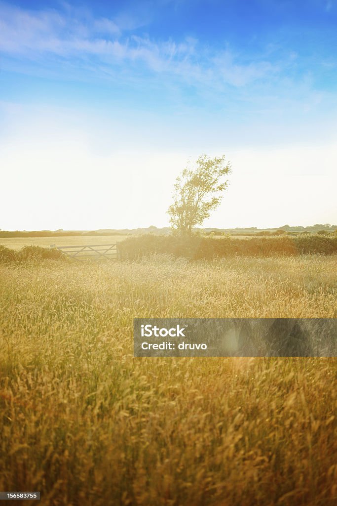 Golden field - Photo de Agriculture libre de droits