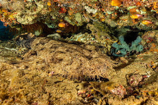 Tasselled Wobbegong Eucrossorhinus dasypogon occurs in Eastern Indonesia, Papua New Guinea and Northern Australia. This ovoviviparous species can reach more than 3.5m length, common length is less than 2m. The tough skin is used sometimes for leather. \nTasselled Wobbegong is threatened by extensive coral reef habitat destruction (pollution and dynamite fishing), as well as expanding fisheries. A considerable section of its habitat is protected in the Great Barrier Reef Marine Park.\nThis specimen lies in a little cave in an outer reef at 14m depth. This shark species is primarily nocturnal. Its morning, time to have a rest. \nA lot of Orangelined Cardinalfishes Taeniamia fucata are there. The species occurs in the tropical Indo-Pacific Ocean from the Persian Gulf and the Red Sea to the east coast of Africa, eastward to the Marshall Islands, Samoa and Tonga; north to Ryukyu Islands; south to northern Australia in adepth range from 2-66m, max. length 10cm, commonly 6cm. \nSome Twinspot Chromis Chromis elerae are there too, swimming upside down at the ceiling of the cave. \nBatu Dramai, Triton Bay, Indonesia, , 4°2'37.914 S 134°14'12.564 E at 14m depth
