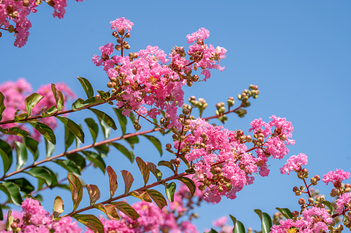 Lagerstroemia indica in blossom. Beautiful pink flowers on rape myrtle tree on blurred blue sky background. Selective focus.