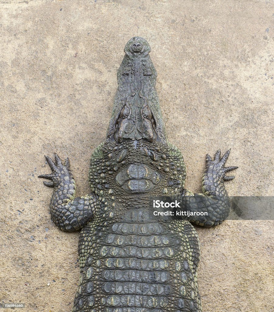 Vista superior de cocodrilo - Foto de stock de Anfibio libre de derechos