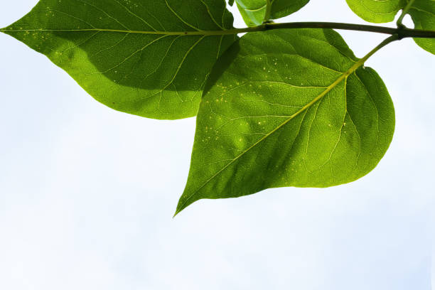 Translucent green leafs, in front of a light background.
