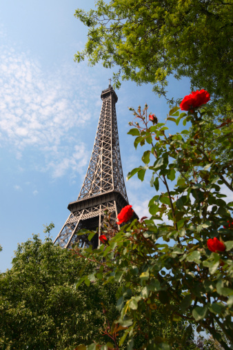 Red roses and trees in front of the Eiffel Tower