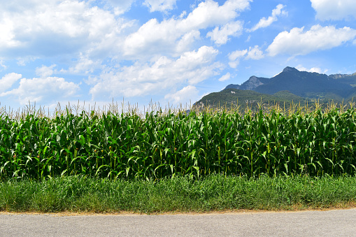 The view of corn plantations in the agricultural area