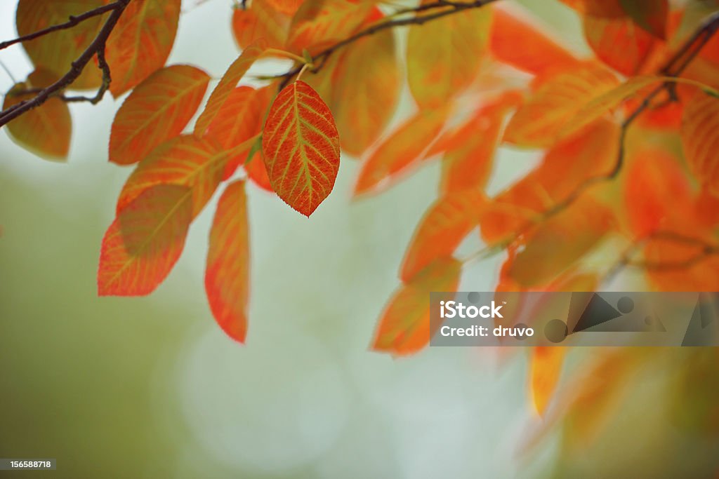 Hojas otoñales - Foto de stock de Abstracto libre de derechos