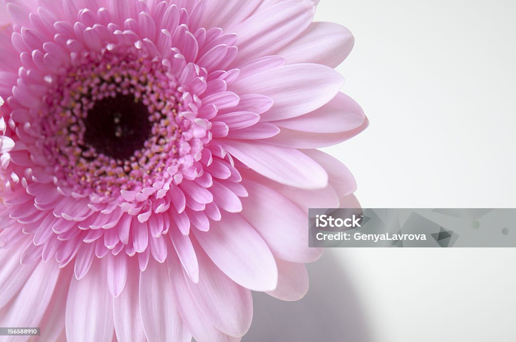 gerbera rose - Photo de Arbre en fleurs libre de droits