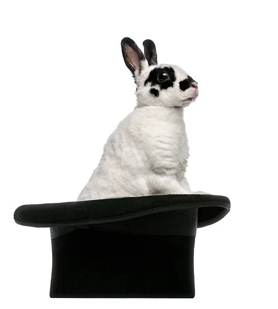 istock Dalmatian Rabbit standing in magician\\'s top hat, against white background 156588912