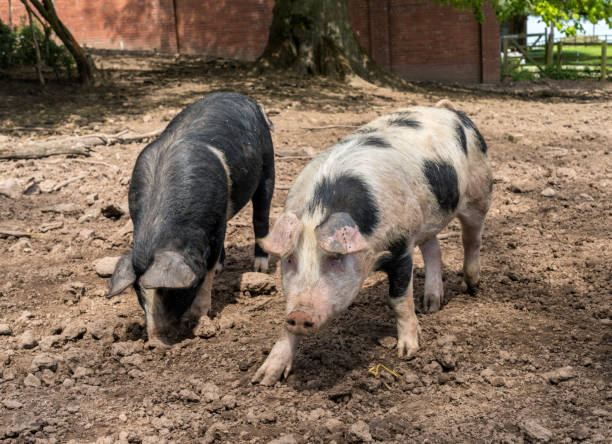 istock Two saddleback pigs in their pen in the UK 1565904176