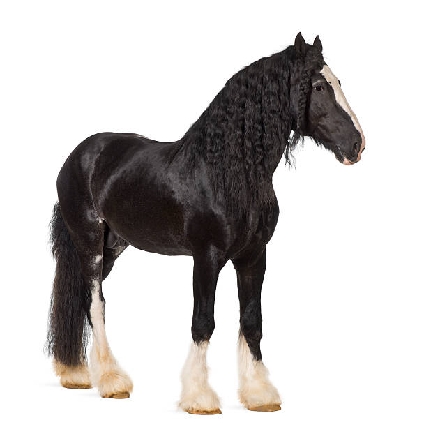 istock Shire Horse standing against white background 156590784