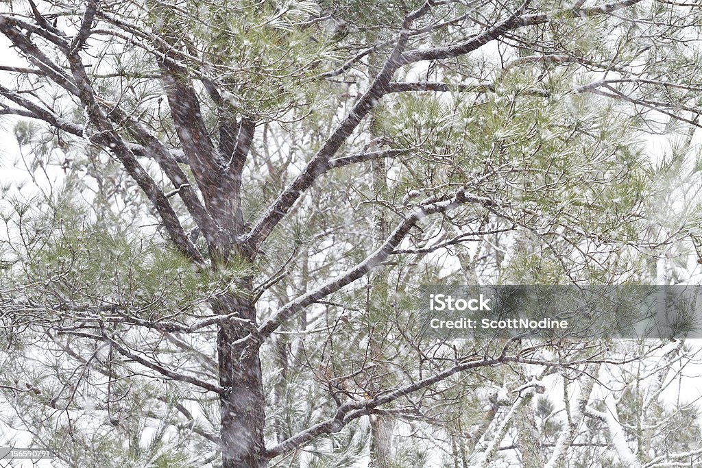 Pin dans une tempête de neige épaisse du sud des États-Unis - Photo de Aiguille - Partie d'une plante libre de droits