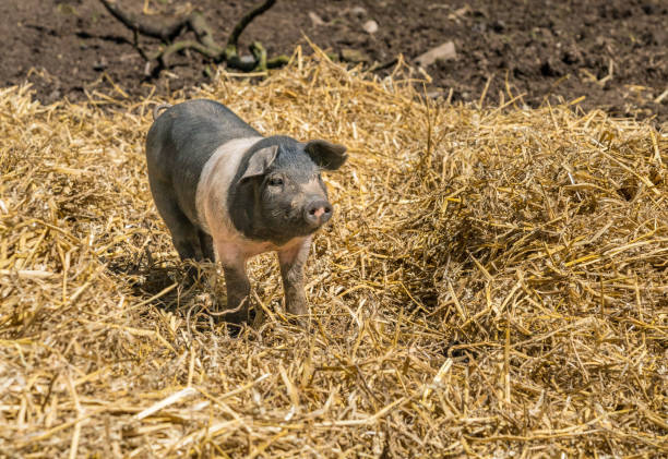 istock Young saddleback pig in straw in the UK 1565909879