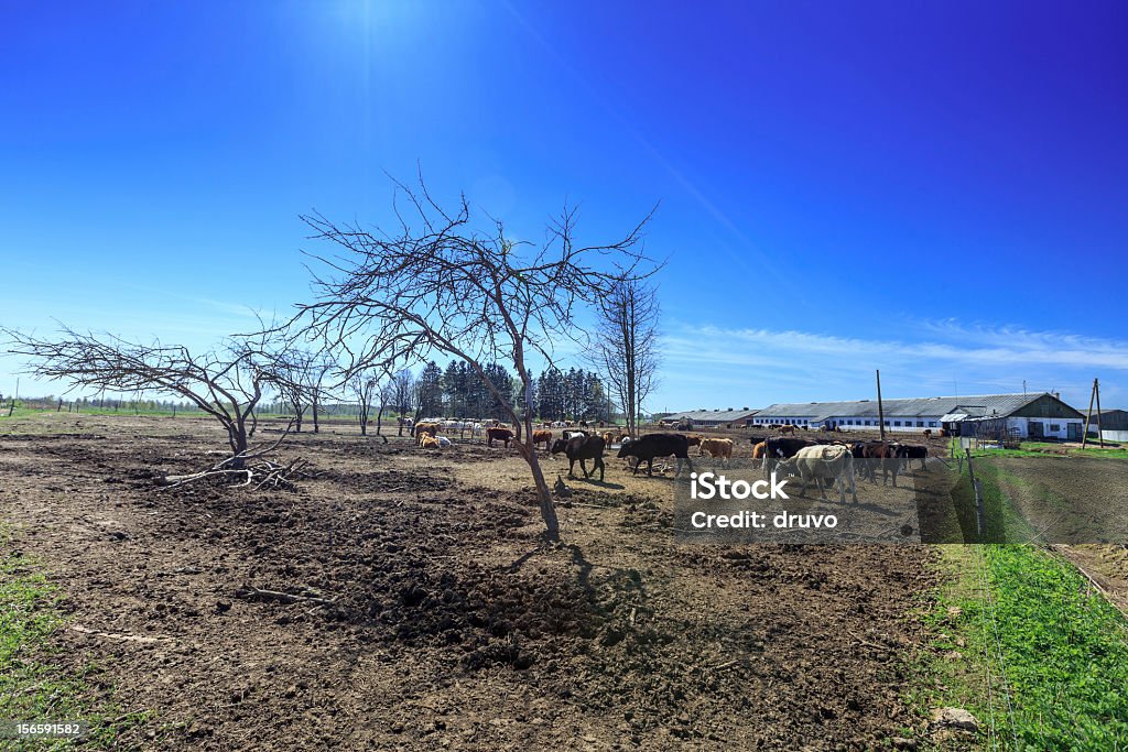 Troupeau de vaches - Photo de Abattoir libre de droits