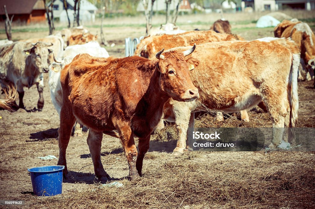 Cows Agriculture Stock Photo
