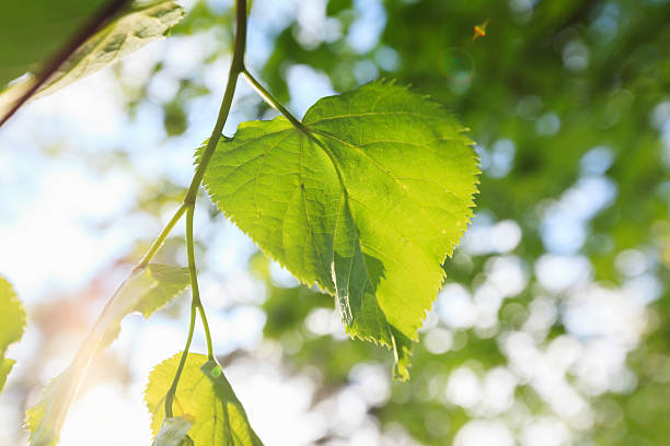istock Fresh spring leafs in the city 156591723