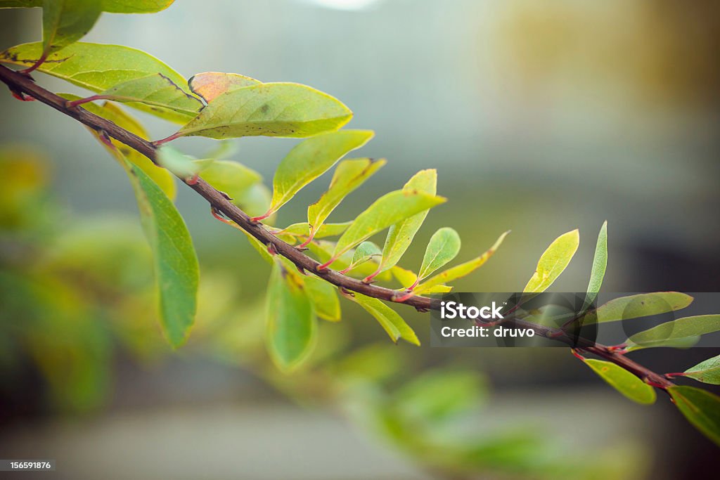 Close-up of green leafs Backgrounds Stock Photo