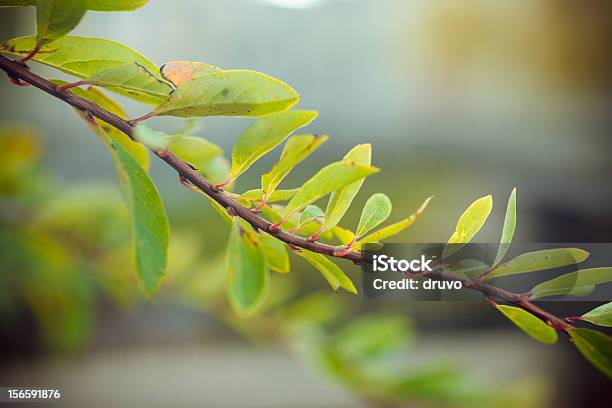 Closeup Of Green Leafs Stock Photo - Download Image Now - Backgrounds, Beauty, Beauty In Nature