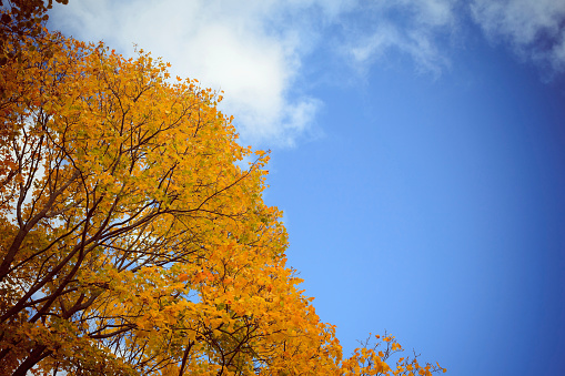 Autumn trees