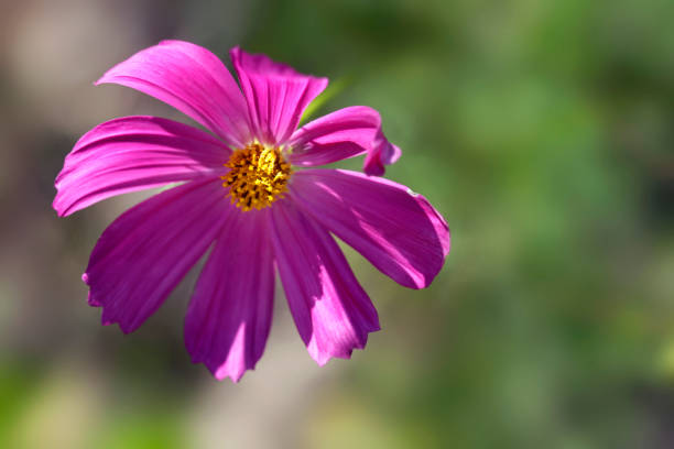 istock Colorful flowers in summer garden 1565927234