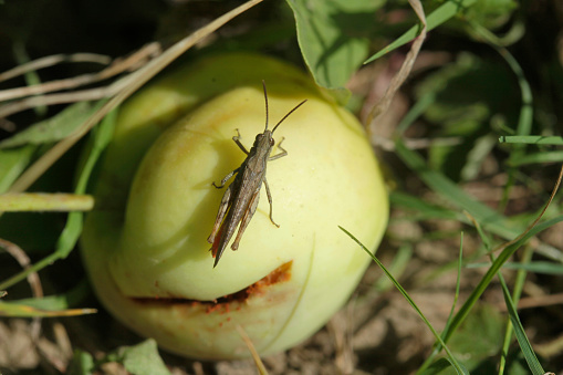 Grasshopper sitting in summer garden