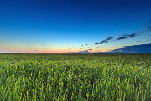 istock Sunrise over green field 156593412