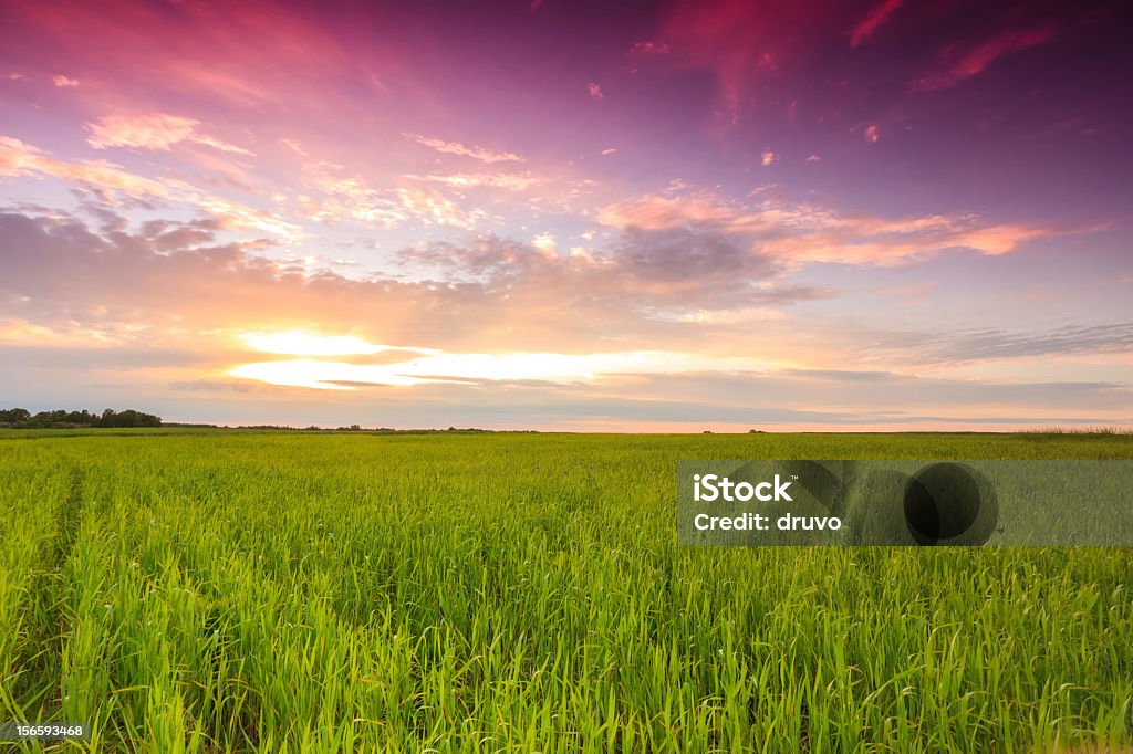 Pôr do sol sobre o campo verde - Foto de stock de Campo royalty-free