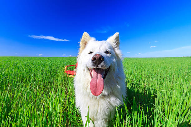 White dog in green field