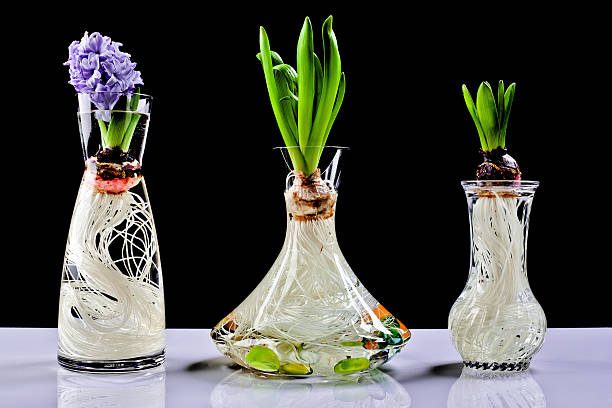 Root growth of a bulb in water