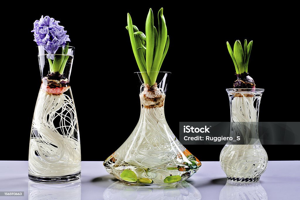 Growing hyacinth flower bulb in pot Root growth of a bulb in water Jar Stock Photo