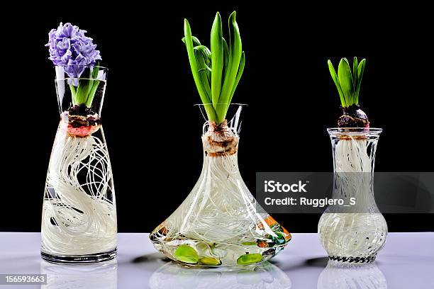 Growing Hyacinth Flower Bulb In Pot Stock Photo - Download Image Now - Jar, Hyacinth, Plant Bulb