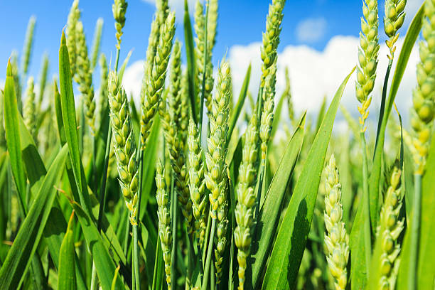 위트 필드 - homegrown produce wheat organic crop 뉴스 사진 이미지