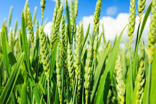 Wheat field and blue sky