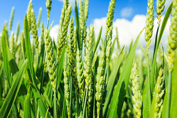 campo de trigo - homegrown produce wheat organic crop imagens e fotografias de stock